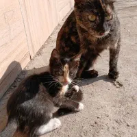 ۳ماهه|گربه|آستانه اشرفیه, |دیوار