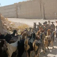 بز داشتی|حیوانات مزرعه|شیراز, بهارستان|دیوار