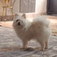 سگ پاکوتاه اصیل