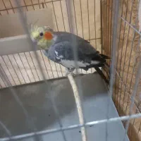 عروس هلندی|پرنده|تهران, مسعودیه|دیوار