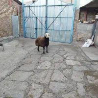 قوچ جوان|حیوانات مزرعه|کنگاور, |دیوار