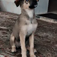سگ فوق العاده باهوش