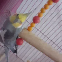 عروس هلندی نروماده مولد