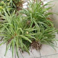 گل گندمی بزرگ|گل و گیاه طبیعی|مشهد, شهید بهشتی|دیوار