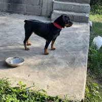 سگ روتوایلر|سگ|رحیمآباد, |دیوار