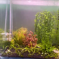 گیاه اکواریومی|ماهی|همدان, |دیوار