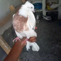 کفتر باخت رفته