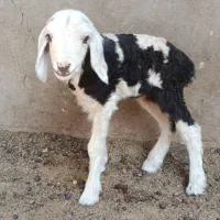 بره ماده شیری ترکی