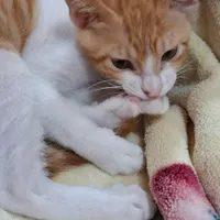 گربه DSH