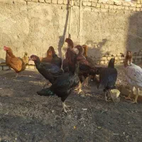 لاری درجه یک