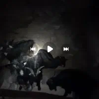 بز و بزغاله