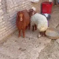 بره دو عدد ماده