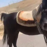 اسب کره|اسب و تجهیزات اسبسواری|اردبیل, |دیوار