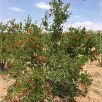 باغ اناری منطقه لوکس نشین