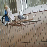 عروس هلندی|پرنده|قم, بنیاد|دیوار