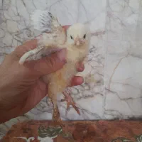 برهما جوجه|حیوانات مزرعه|بجنورد, |دیوار