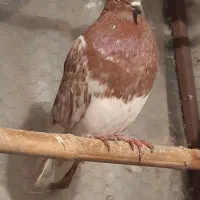 کبوتر رنگی|پرنده|رشت, حومه رشت|دیوار