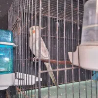 طوطی عروس نر|پرنده|خوشرودپی, |دیوار