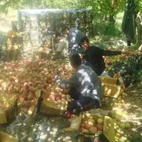 سلام کارگر هستم هرکسی کار برای چیدن درخت سیب است