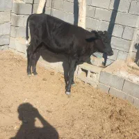 گوساله ماده جرسی