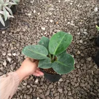 ۷مدل فیلودندرون برکین بلک رشته ای کنگره چماقی|گل و گیاه طبیعی|مرودشت, استادیوم‎|دیوار