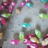 جوجه رنگی