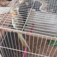 عروس هلندی مولد