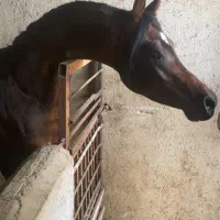 عرب دوسر وارداتی