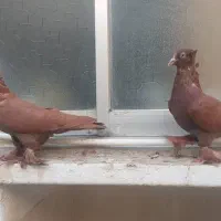 کفتر راعبی یا رواعب|پرنده|قم, قم نو|دیوار