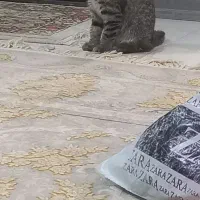 گربه ماده ۳ ماهه|گربه|مشهد, توس (بلوار توس)|دیوار