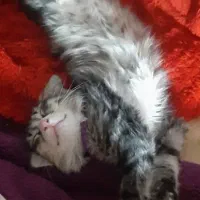 گربه|گربه|رشت, لاکانی|دیوار
