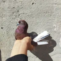 کبوتر قرمز خال سیاه سر قدیم دم سرور نر زیر خاکی