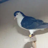 دوتا صید جوجه از تاب در اومده