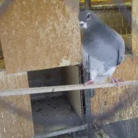 نروماده خرقه