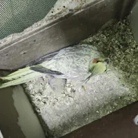 عروس هلندی و مرغ عشق