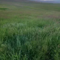 فروش علف تازه ۵۰۰۰ پرس بزرگ