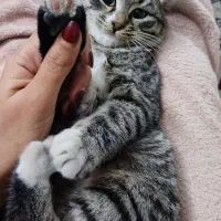 واگذاری رایگان بچه گربه