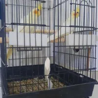 عروس هلندی دوکت پروانه ای آلبینو ولوتینو مولد|پرنده|جاسک, |دیوار