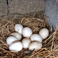 فروش تخم اسرائیلی