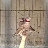 تعدادی فنچ به صورت یکجا|پرنده|رباط‌کریم, پرندک|دیوار