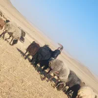 دوبر|حیوانات مزرعه|ساروق, |دیوار