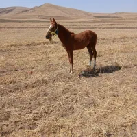 کره اسب