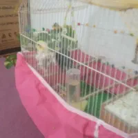 دوعدد عروس هلندی