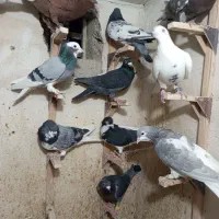 دسته کفتری|پرنده|شیراز, پانصد دستگاه ارتش|دیوار