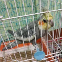 اسباب بازی، عروس هلندی