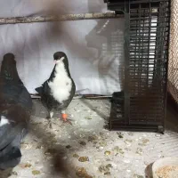 کرباتی|پرنده|تربتحیدریه, پائین ولایت|دیوار