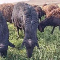 قوچ شیره دار افشاری