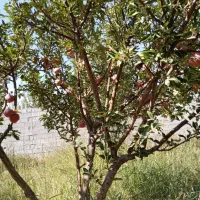 ۱۰۰۰ متر باغ