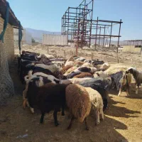 میش  بز  بره شیشک  بزغاله  تی بز|حیوانات مزرعه|خرم‌آباد, |دیوار