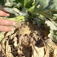 فروش چغندر ولایتی مخصوص دام|لوازم جانبی حیوانات|زاوه, |دیوار